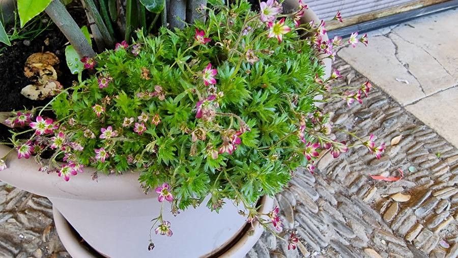Saxifraga praetermissa flower