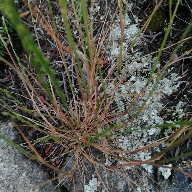 Festuca lachenalii — search result for 'Festuca'