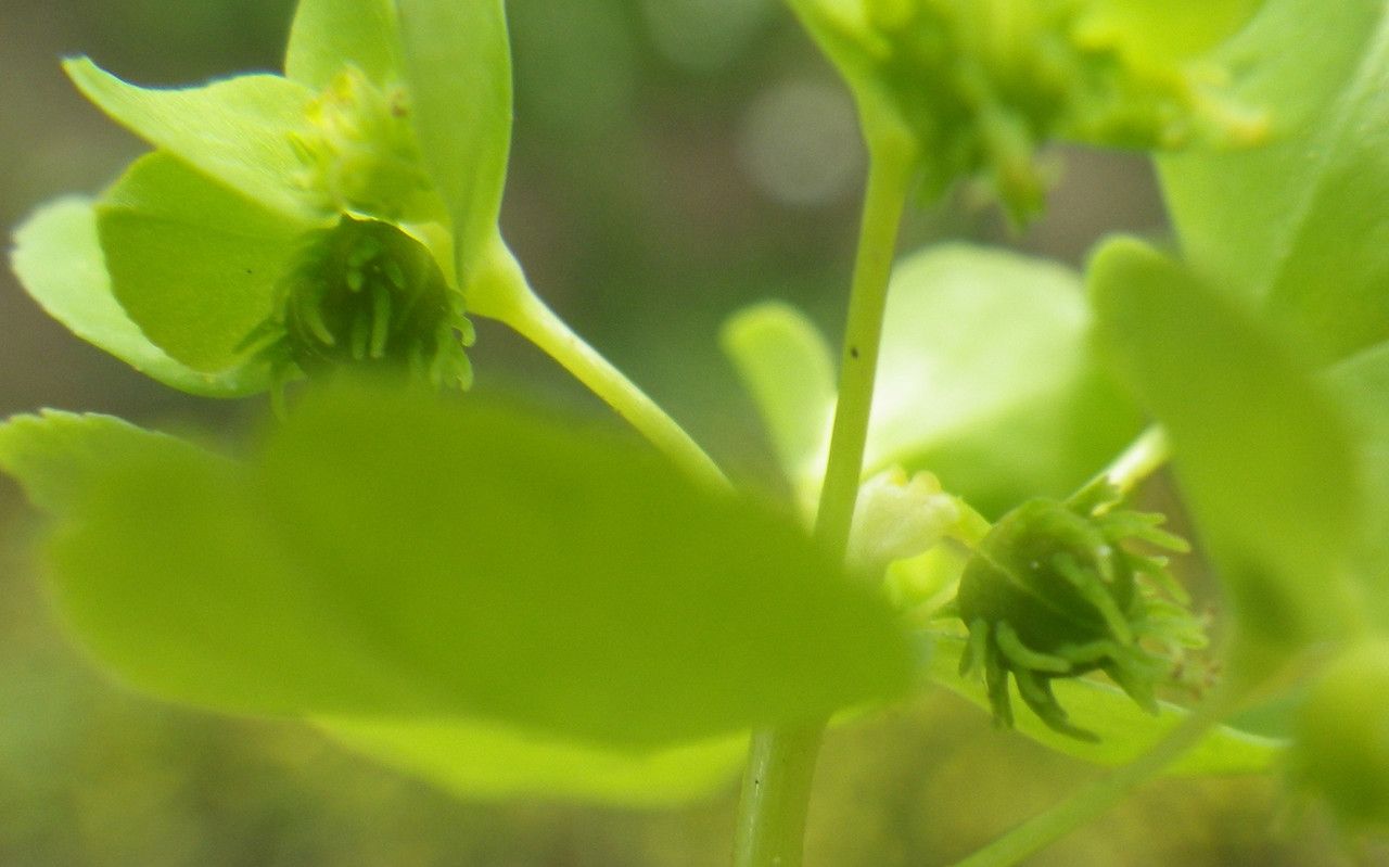 Euphorbia cuneifolia fruit