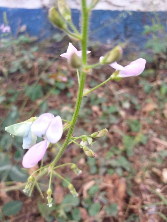 Desmodium uncinatum bark