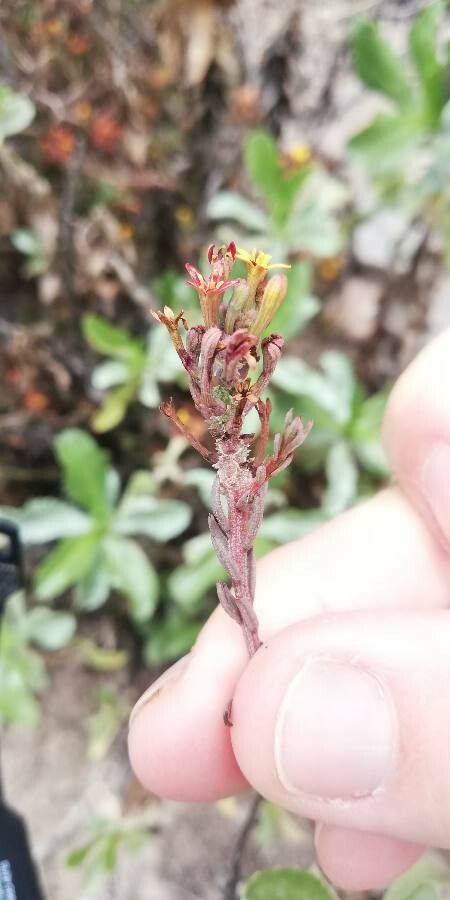Quinchamalium chilense — search result for 'Peru to Bolivia'