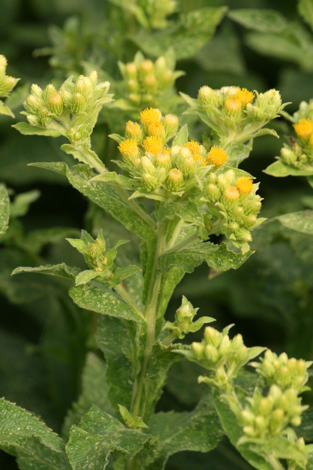 Inula thapsoides — search result for 'Inula'