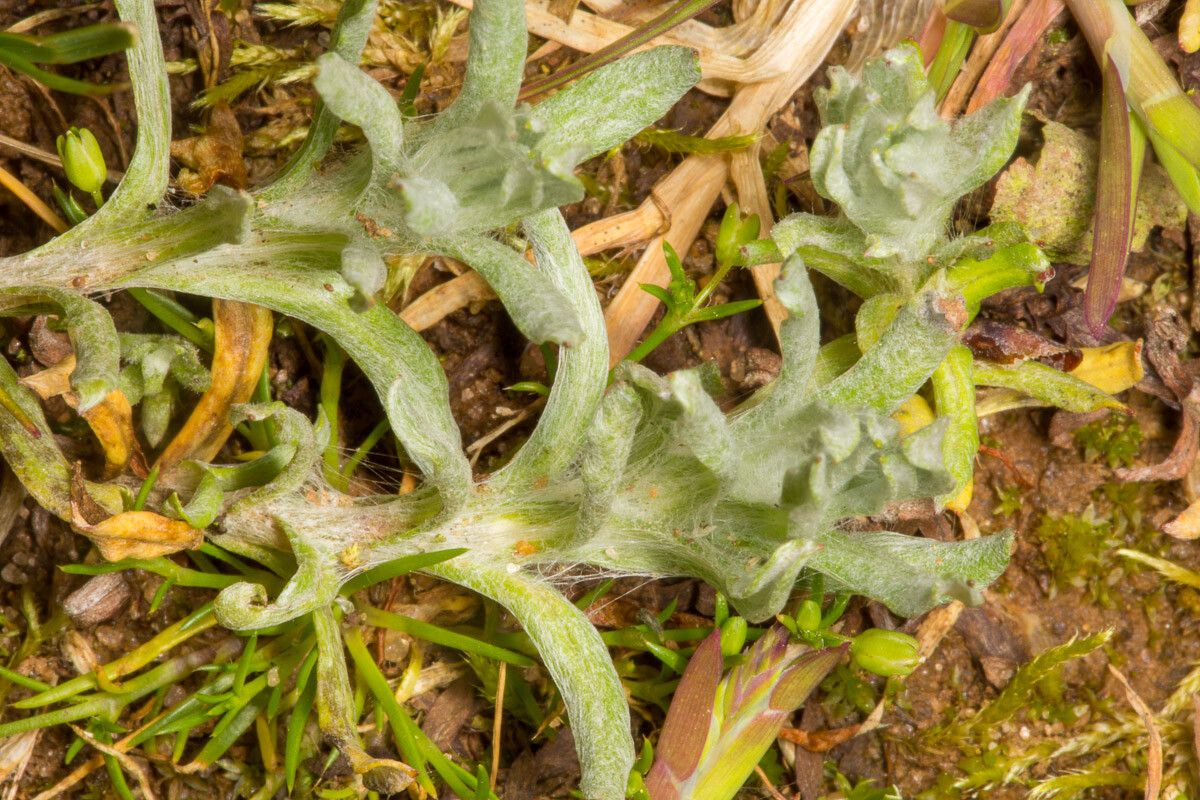 Gnaphalium uliginosum — houseplant care guide