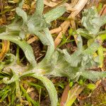 Gnaphalium uliginosum