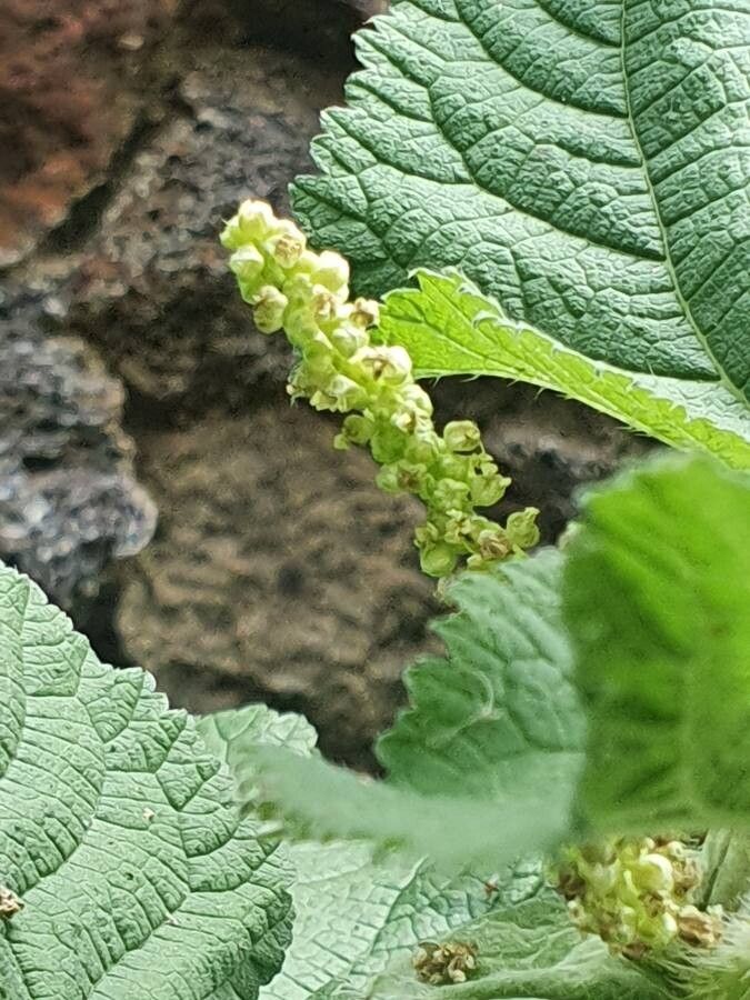 Urtica massaica flower