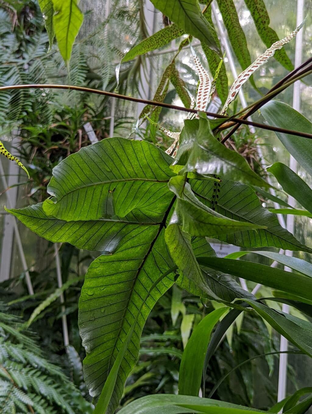 Selliguea triloba leaf