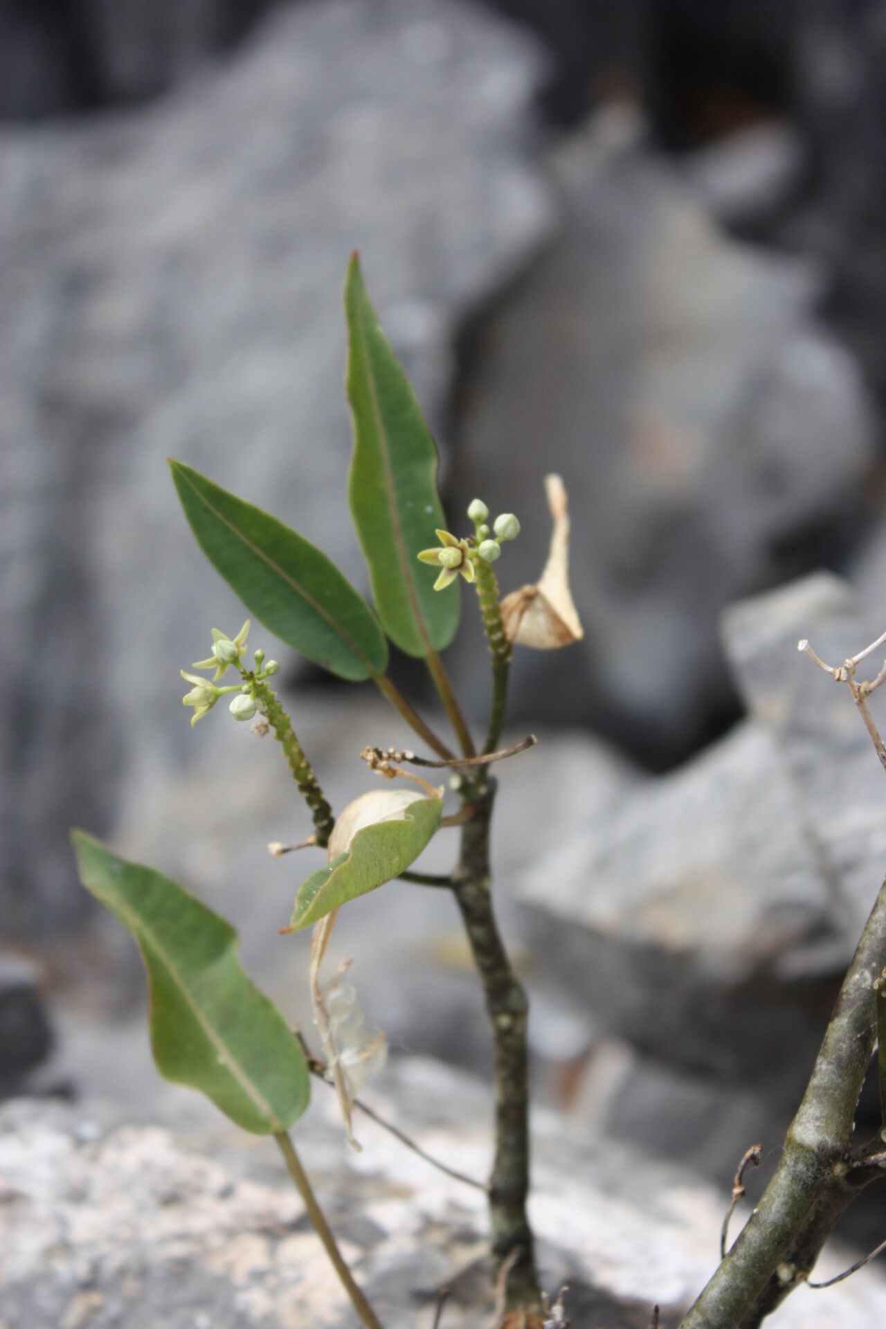 Cynanchum phillipsonianum — houseplant care guide