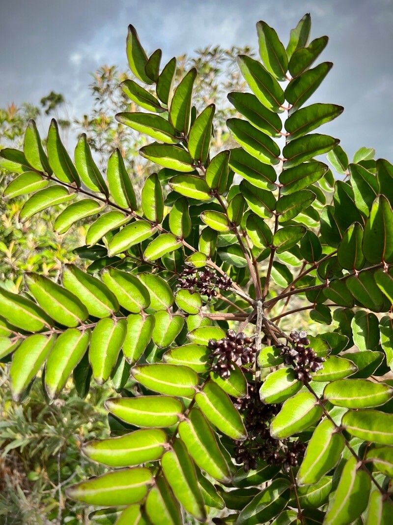 Polyscias pancheri — search result for 'Polyscias'