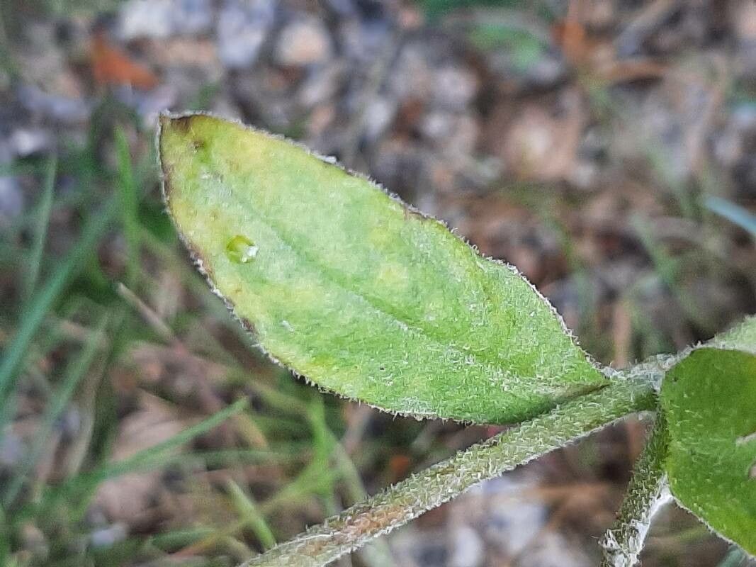 Silene sericea — search result for 'Silene'