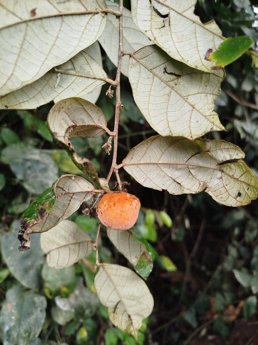 Dichapetalum pallidum — houseplant care guide