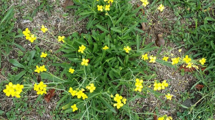 Diplotaxis tenuifolia flower