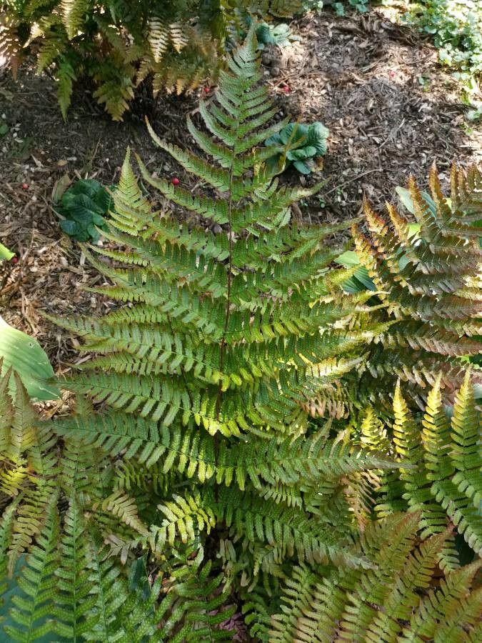 Dryopteris erythrosora