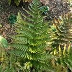 Dryopteris erythrosora