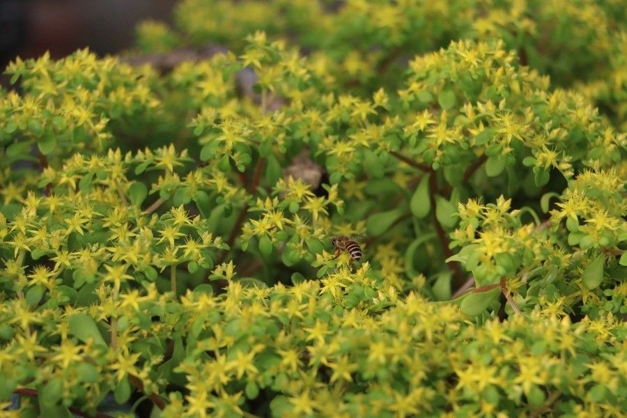 Sedum formosanum — houseplant care guide