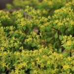Sedum formosanum