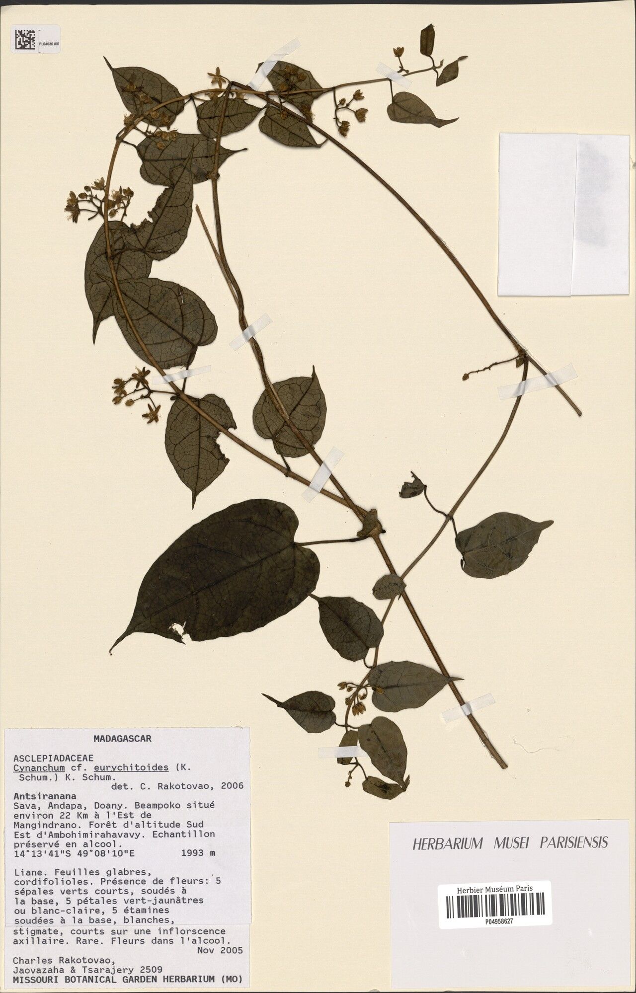 Cynanchum moratii — houseplant care guide