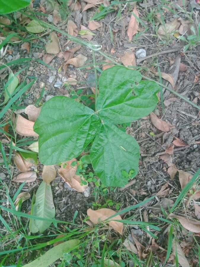 Macroptilium atropurpureum — search result for 'Eastern and central North America'