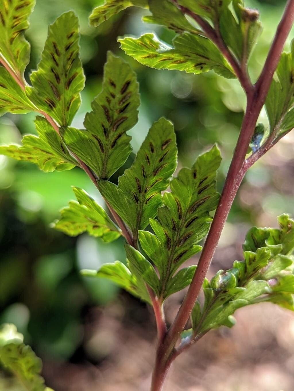 Athyrium otophorum bark