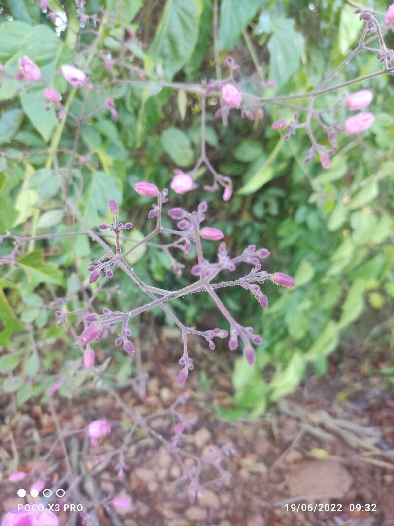 Stereospermum kunthianum flower
