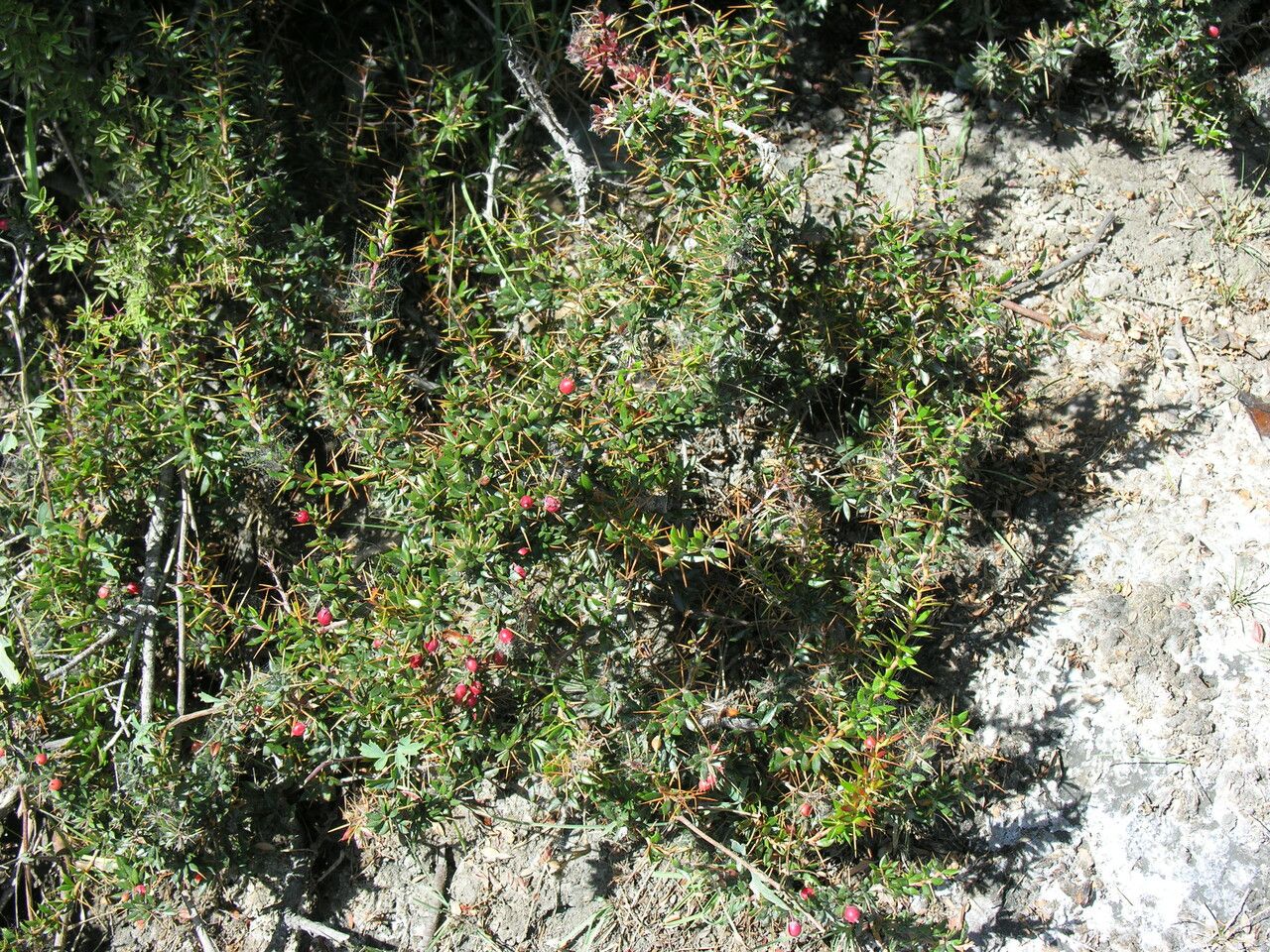 Berberis mucrifolia — search result for 'Berberis'