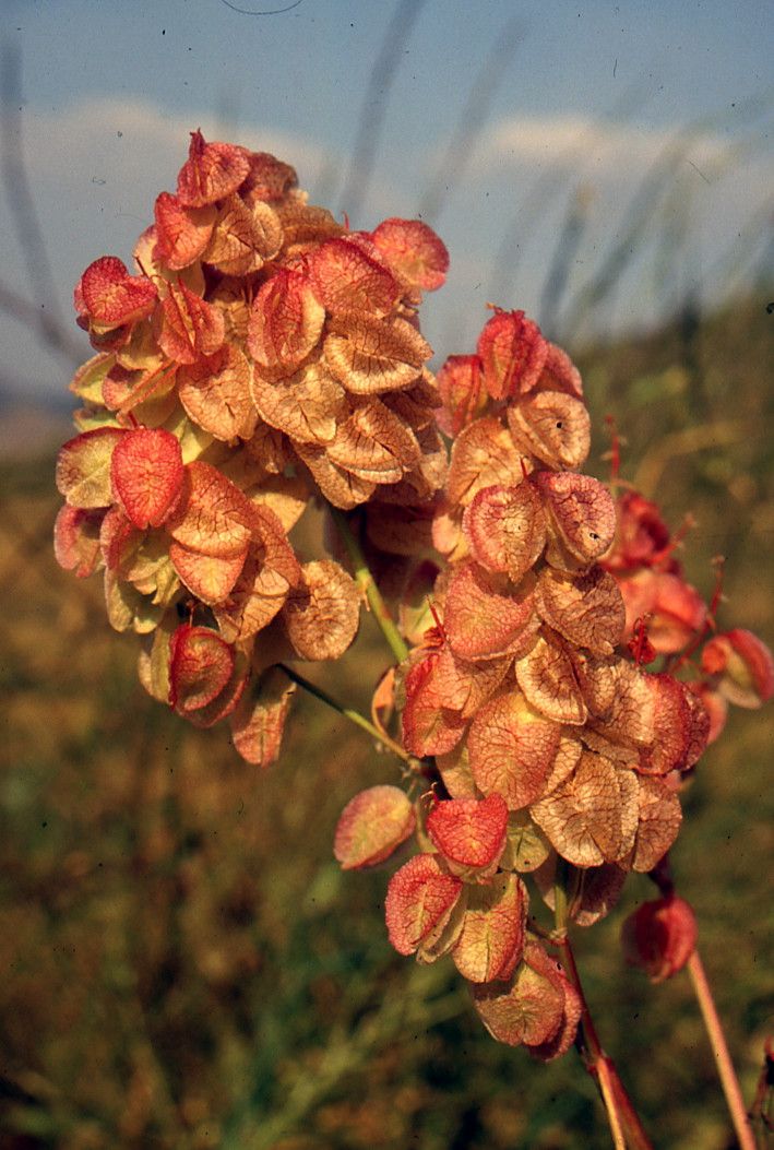 Rumex vesicarius fruit