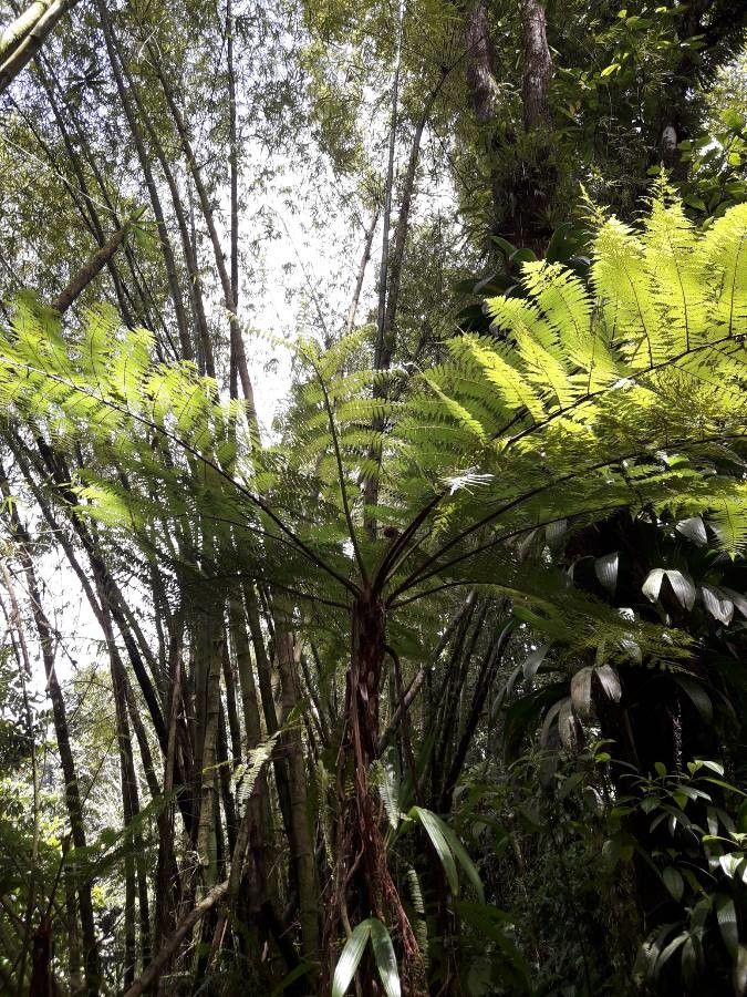 Thelypteris reticulata habit