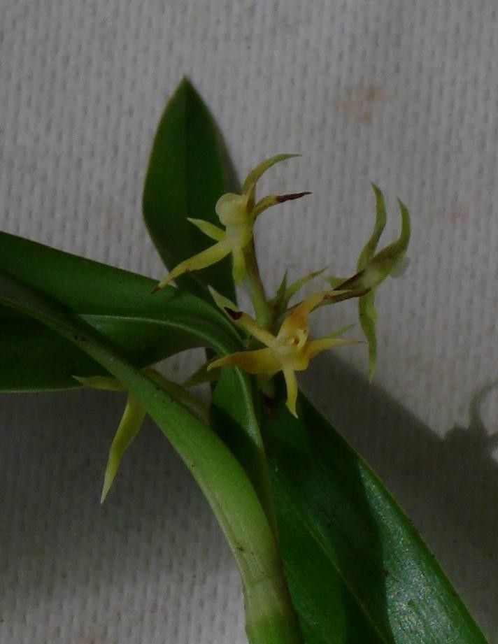 Prosthechea pseudopygmaea other