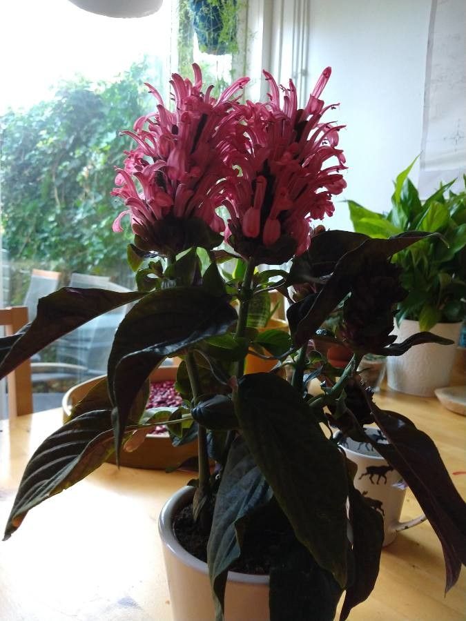 Justicia carnea leaf