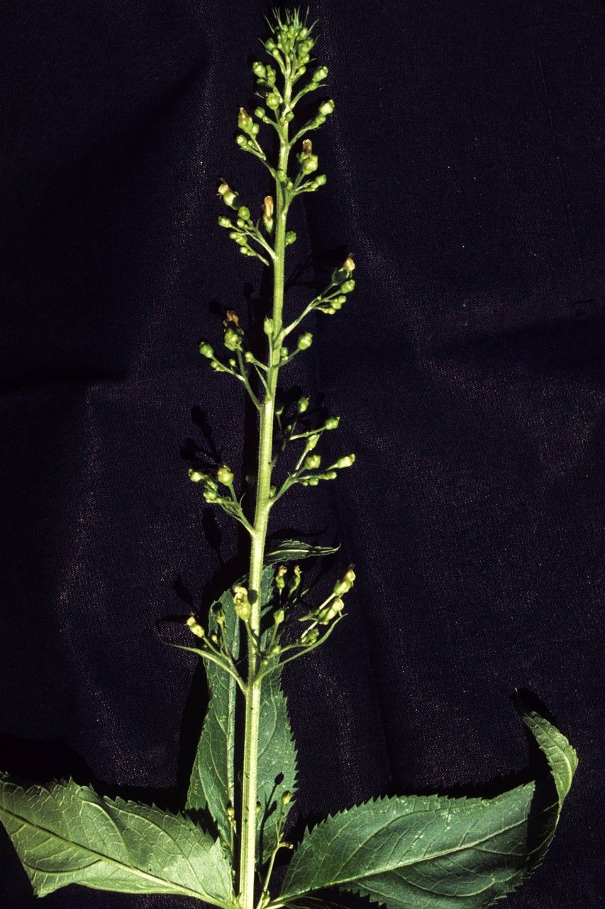 Scrophularia montana habit