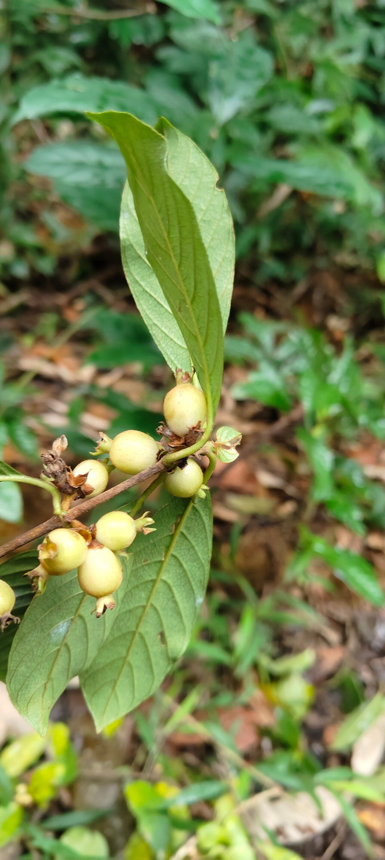 Sabicea trigemina fruit