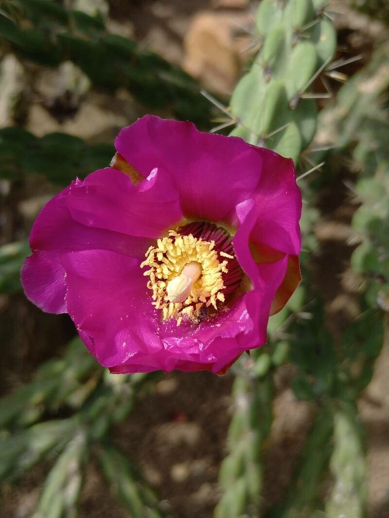 Opuntia imbricata flower