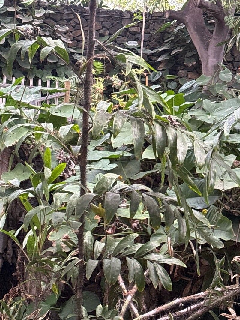 Chamaedorea nubium — search result for 'Chamaedorea'