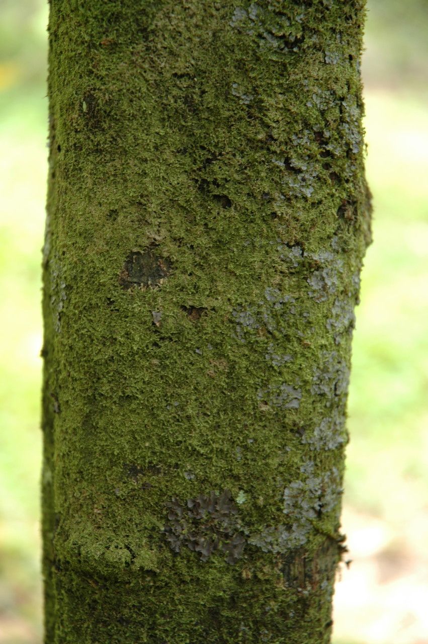 Psychotria kaduana bark