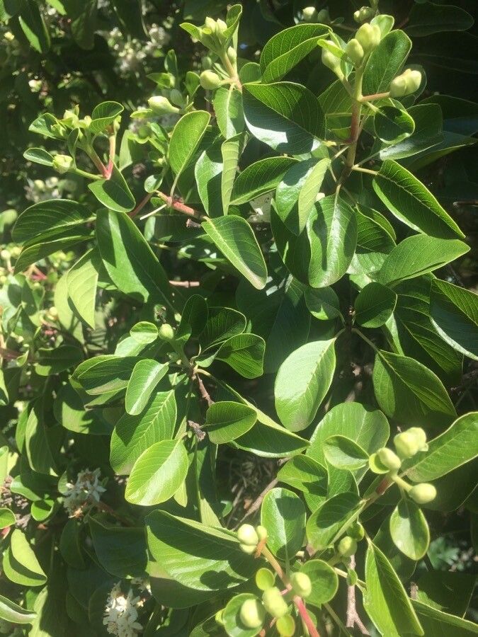 Calycophyllum multiflorum leaf