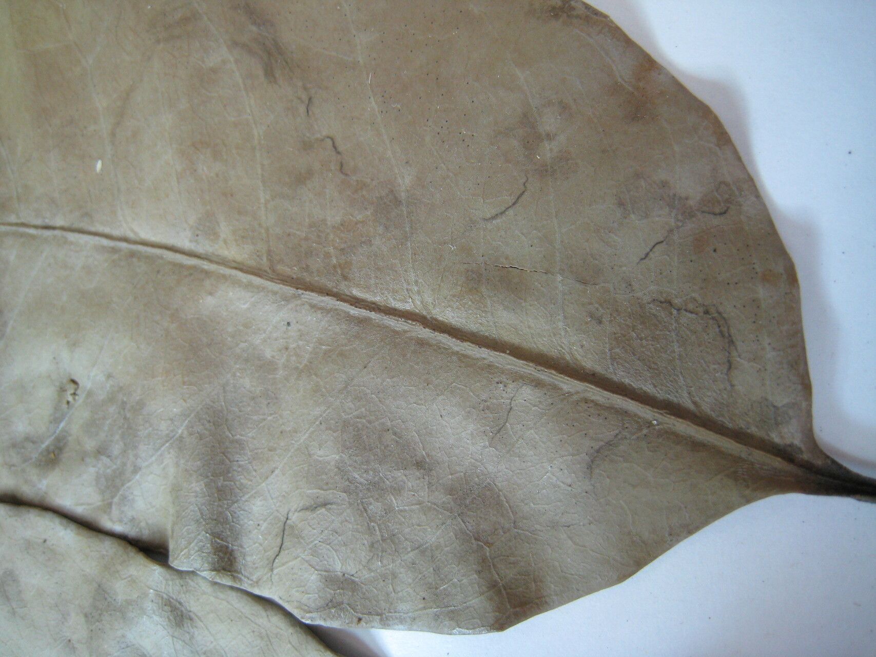 Tontelea passiflora other