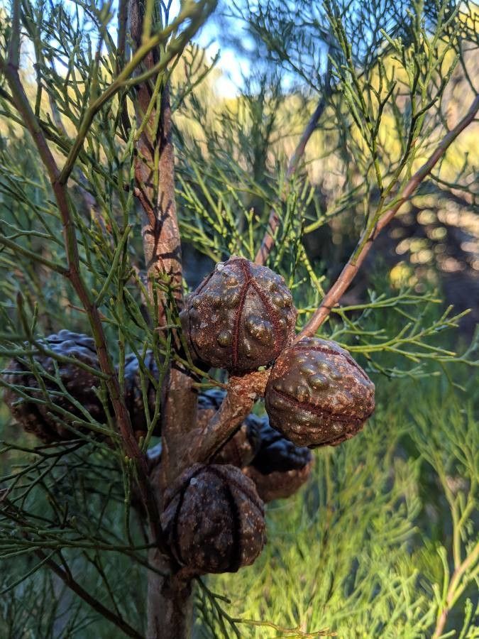 Cupressus guadalupensis fruit