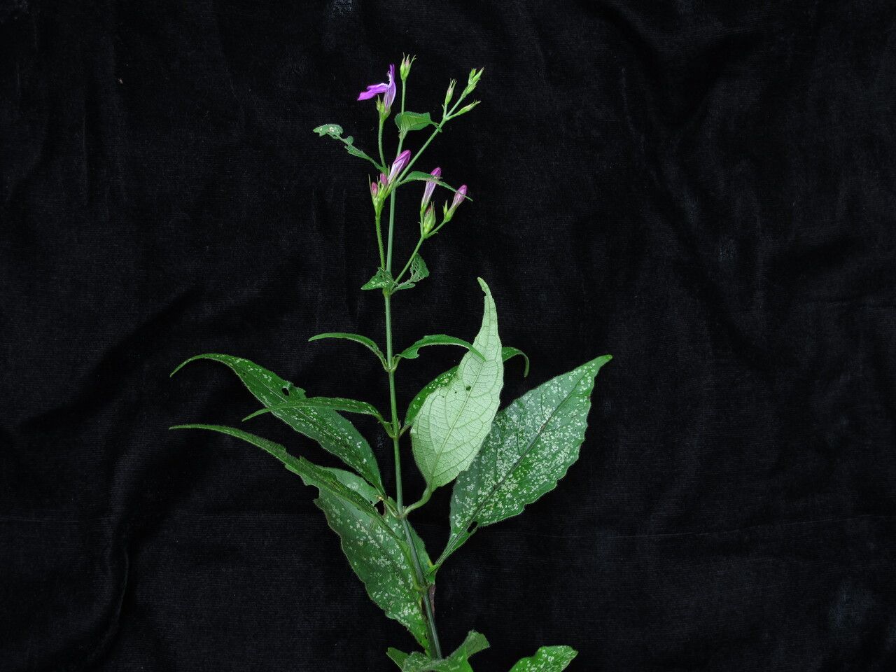 Justicia pubigera habit