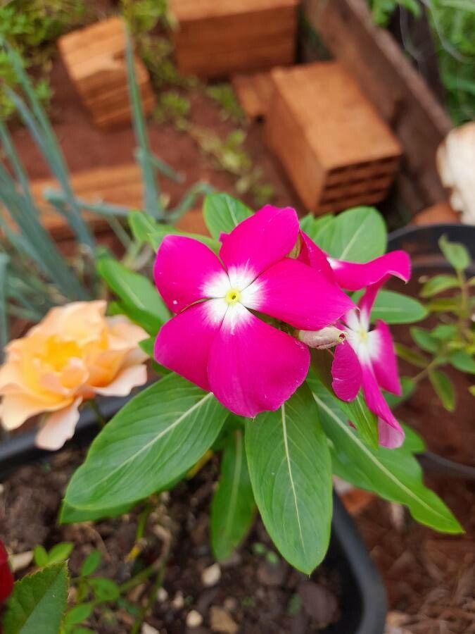 Vinca erecta flower