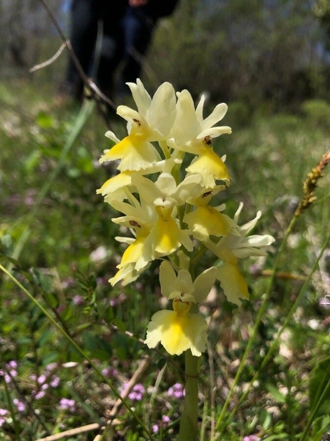 Orchis pauciflora flower