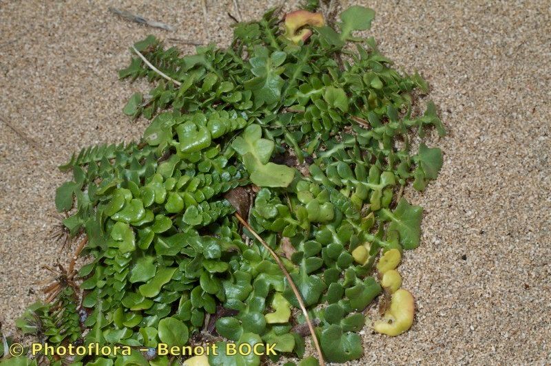 Hyoseris baetica — related species from the same genus