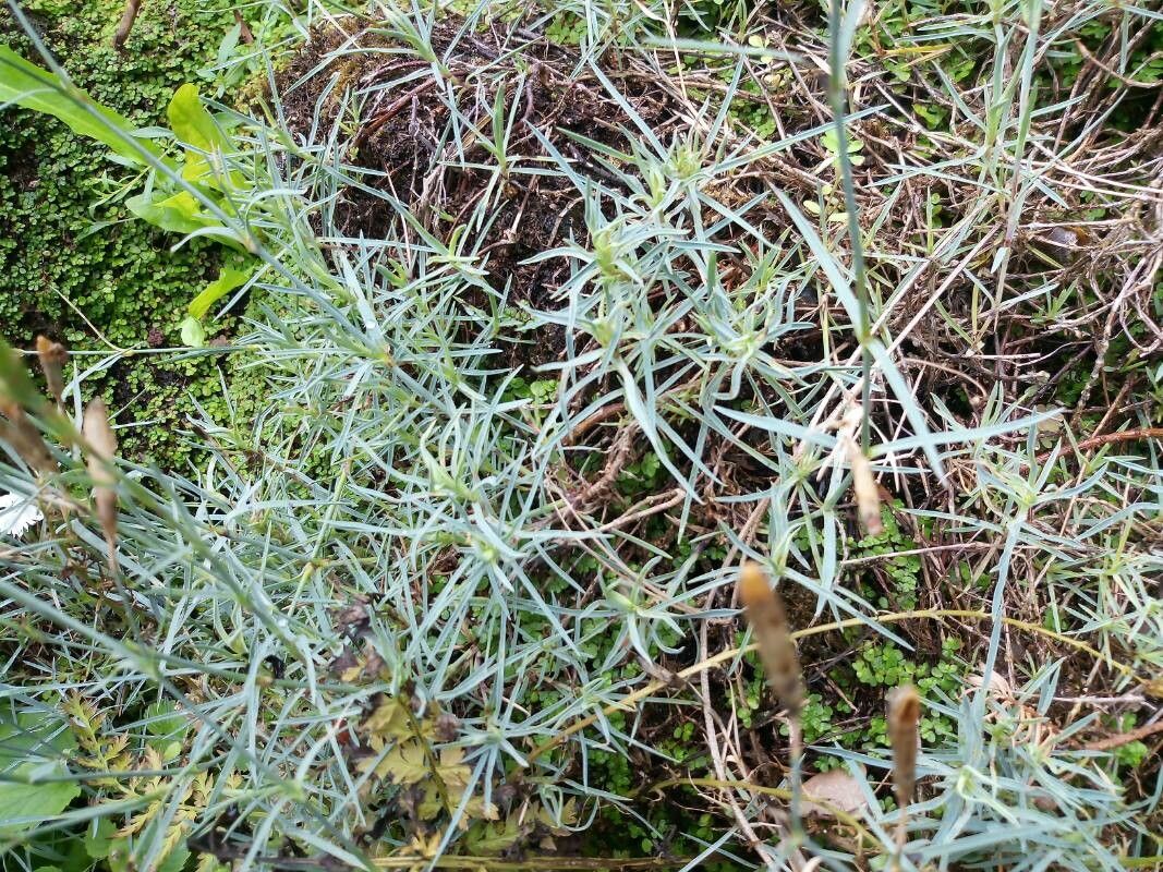 Dianthus serotinus — search result for 'Hungary'