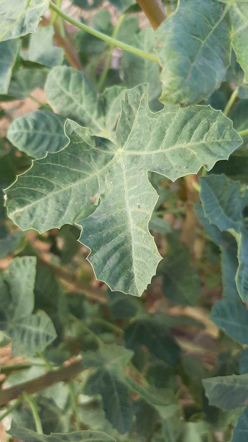 Jatropha chevalieri — related species from the same genus