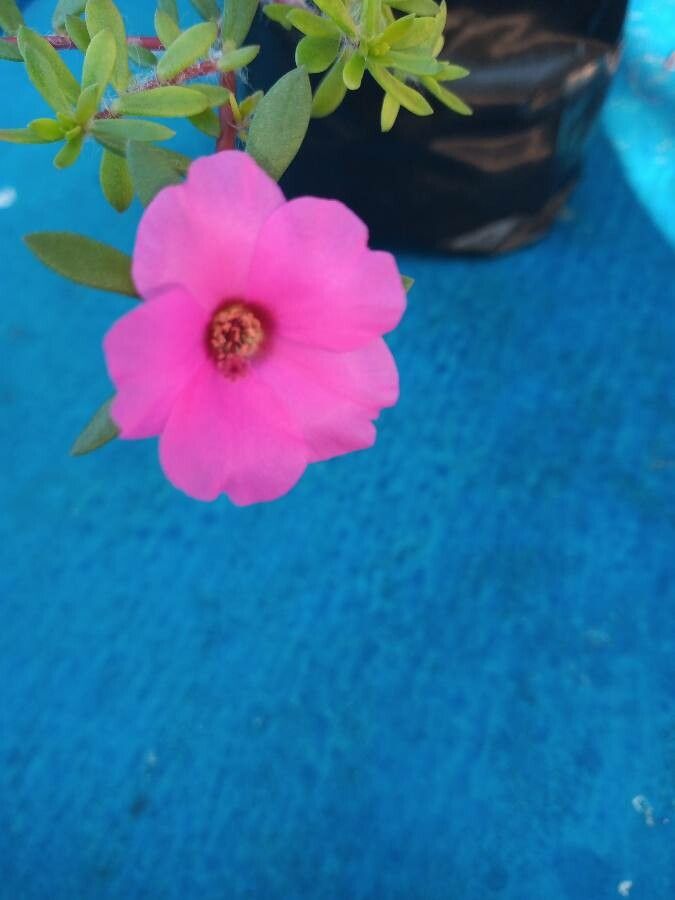 Portulaca amilis