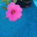 Portulaca amilis