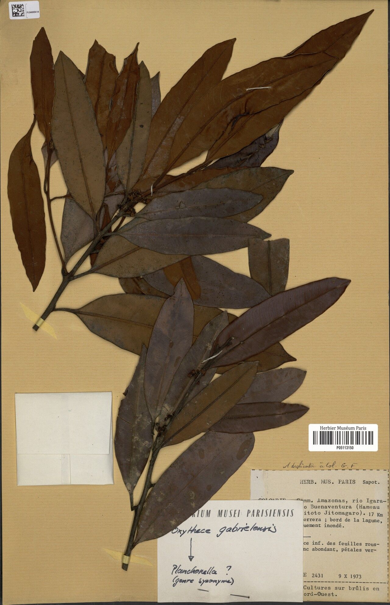 Pouteria gabrielensis — houseplant care guide