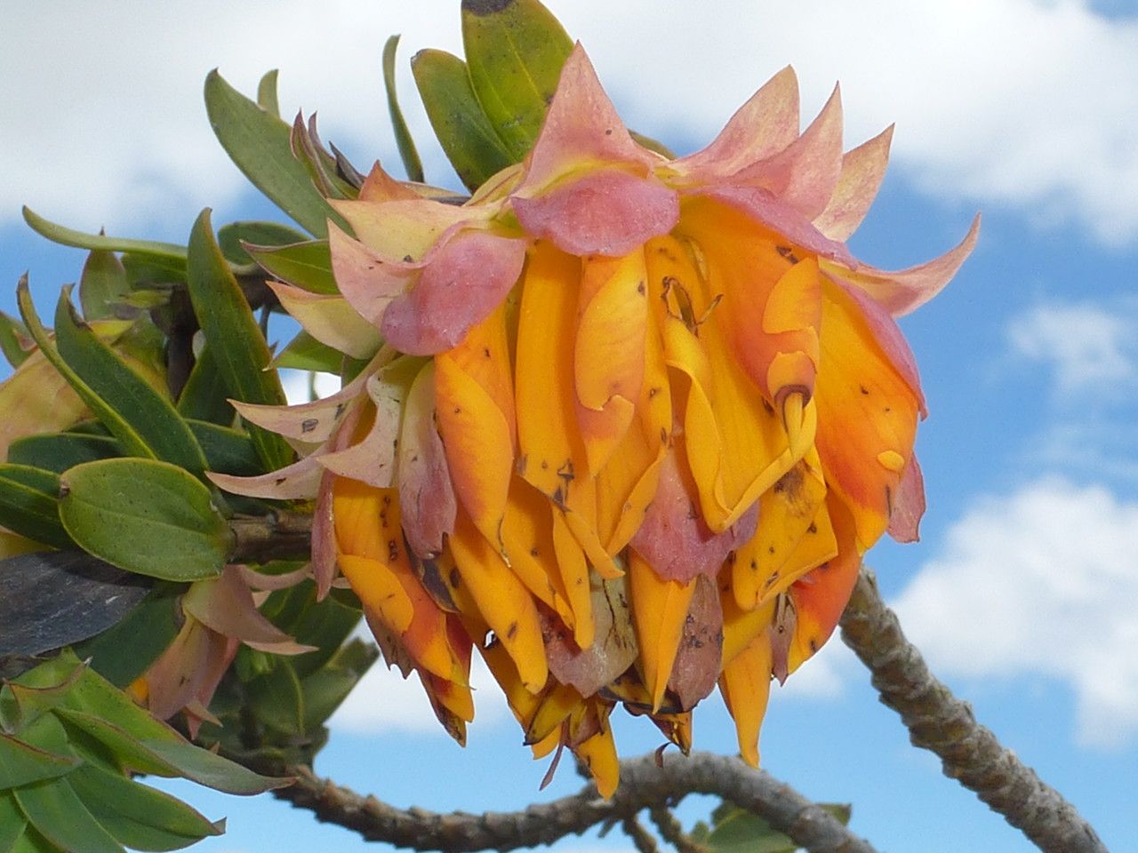 Liparia splendens flower