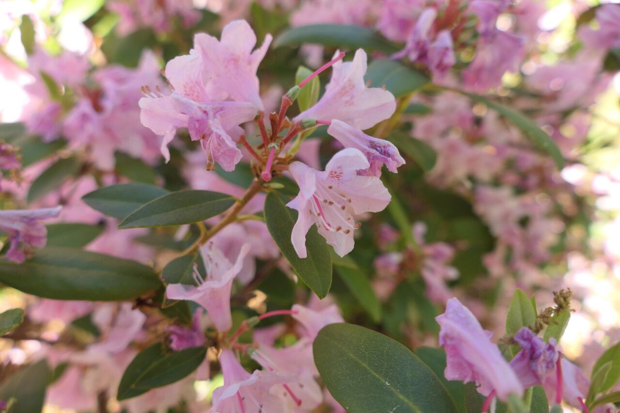 Rhododendron chapmanii flower
