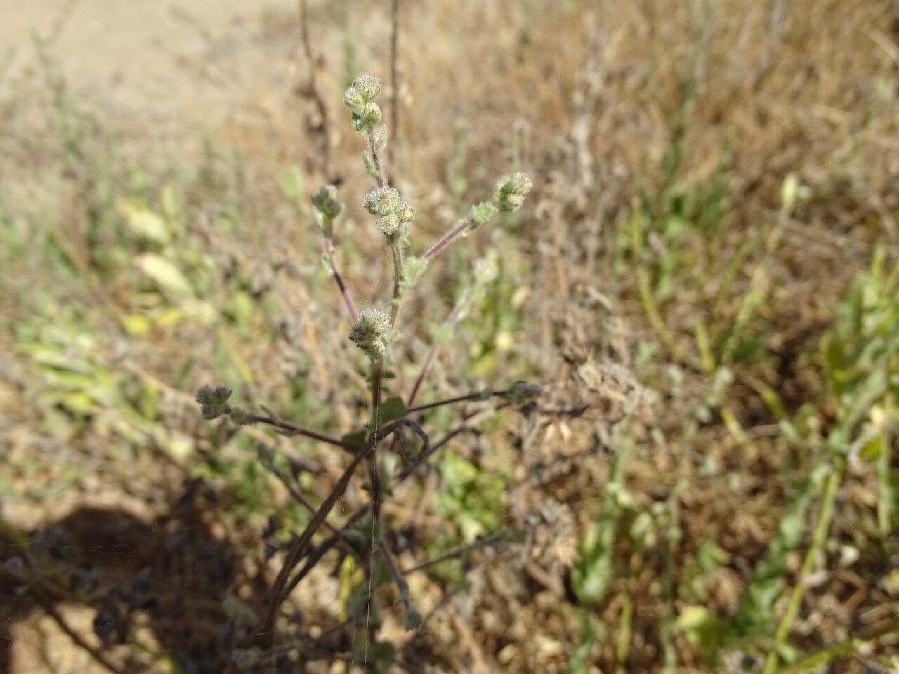 Centaurea perrottetii flower