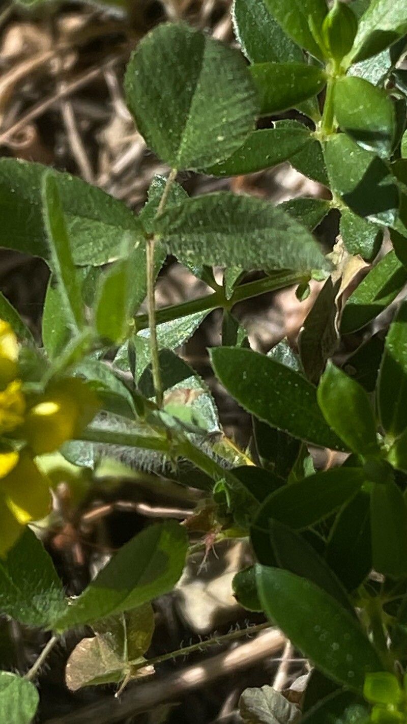 Trifolium boissieri — search result for 'Trifolium'