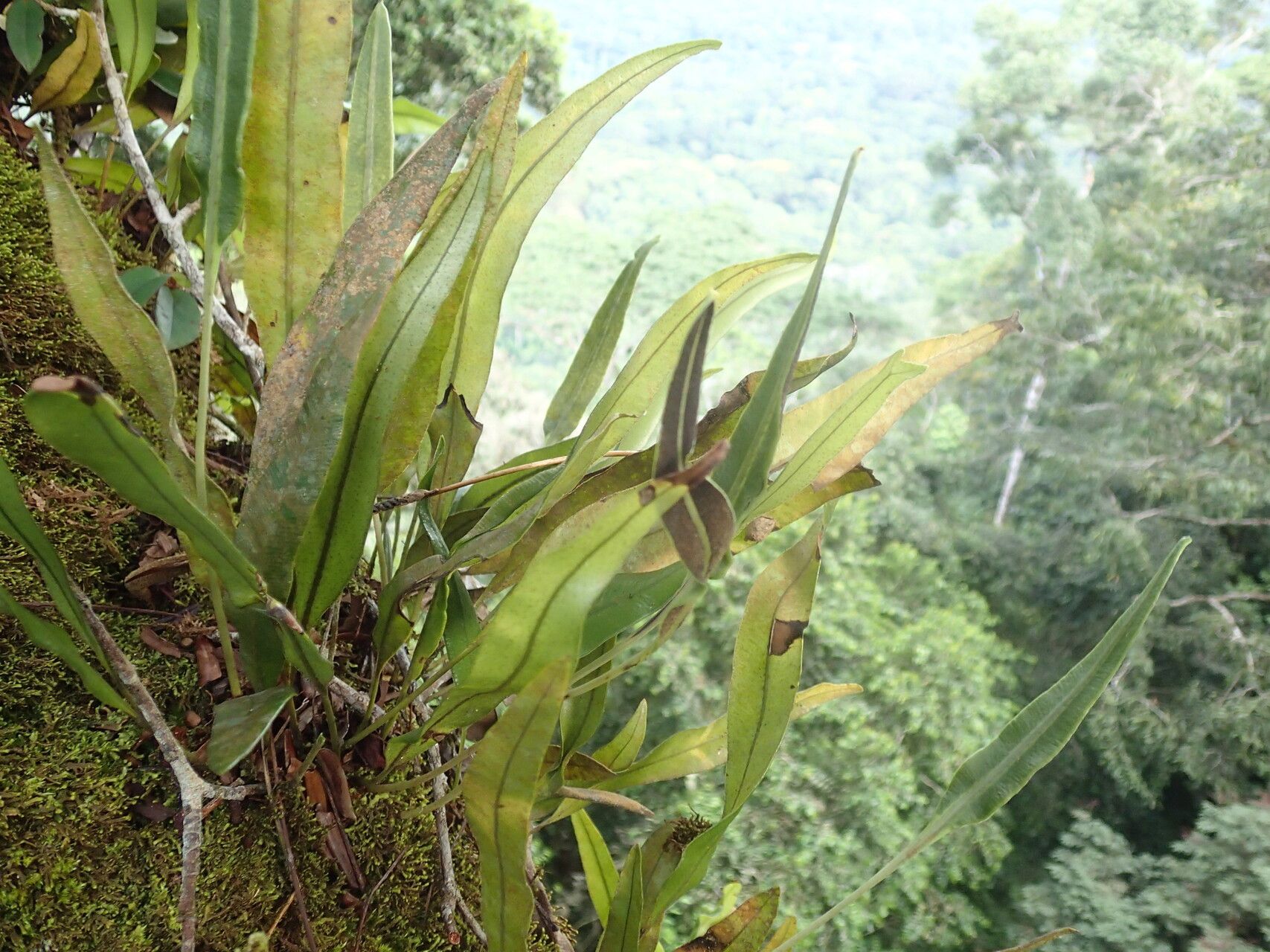 Elaphoglossum barteri habit